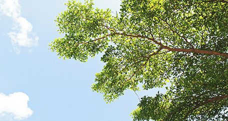 Tree Pruning