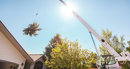 Tree Removal